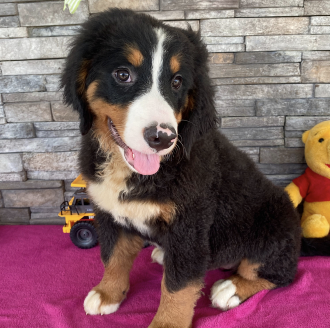 comprar cachorros sanos, baratos y asequibles para la venta